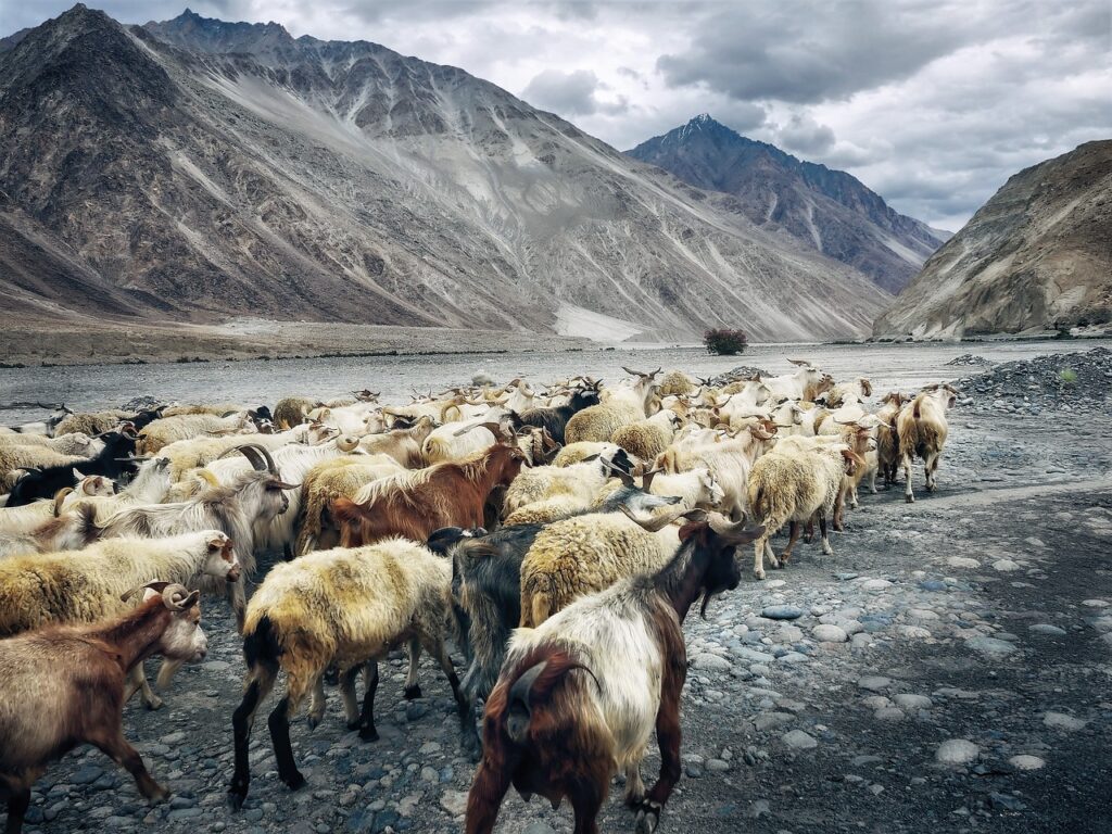 sustainable tourism in ladakh essay