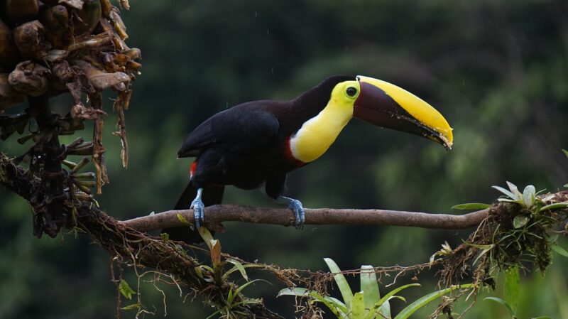 Sustainability in Corcovado National Park
