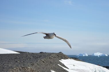 failure of breeding of Antarctic birds